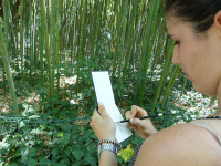 thumb_stage-croquis-jardin-des-plantes-montpellier01.png